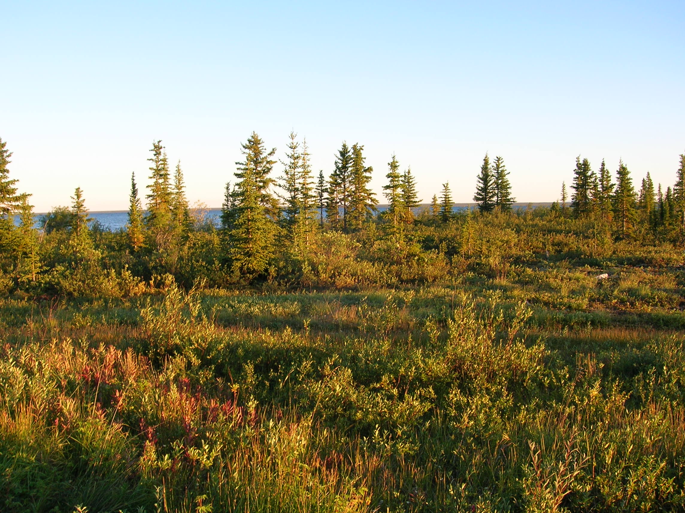 Boreal landscape, trees, shrubs, near water